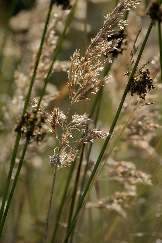 0036_IMG_1837 Grass