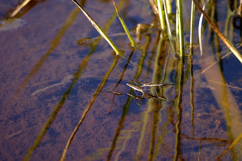 0038_IMG_1847 Water Striders