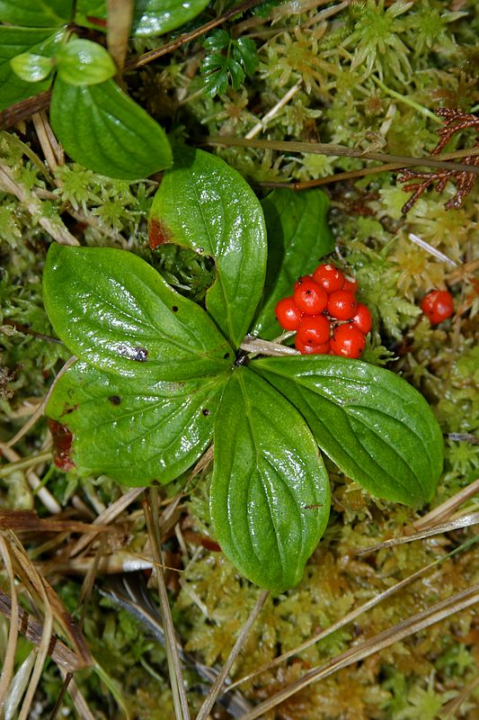 Bunchberry