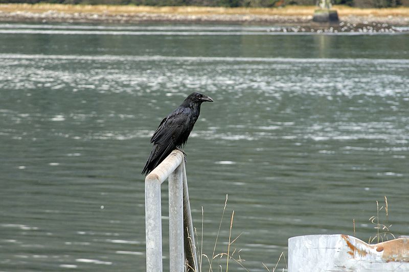 Raven