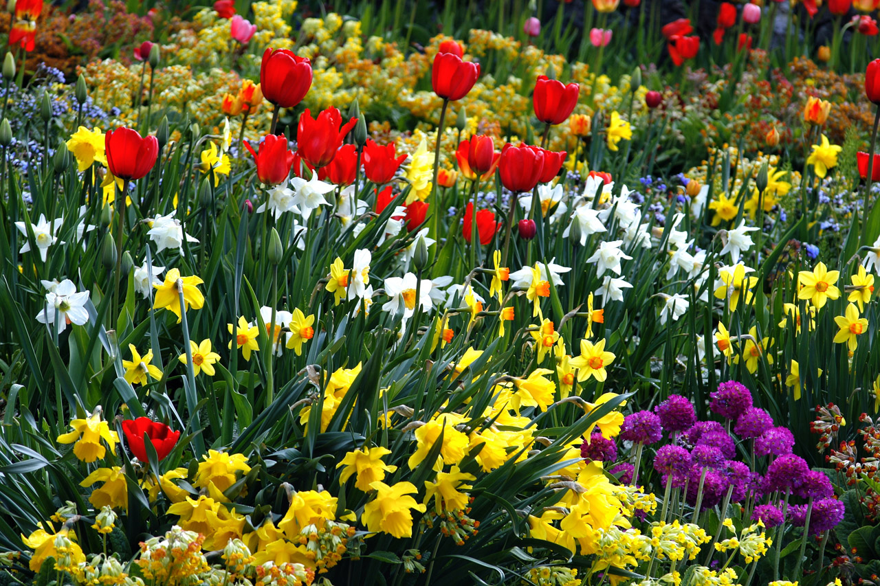 Alyeska Resort tulips