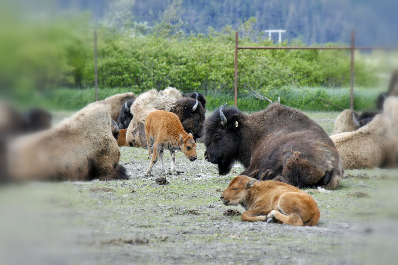 AWCC - wood bison