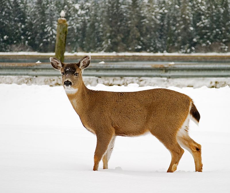 Ms. Deer