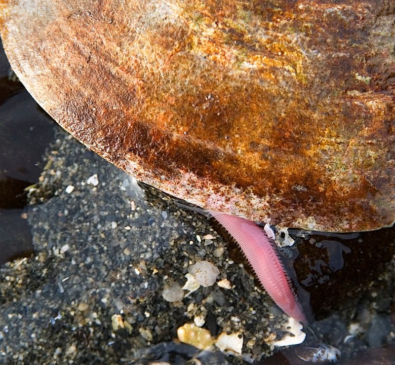 Clam