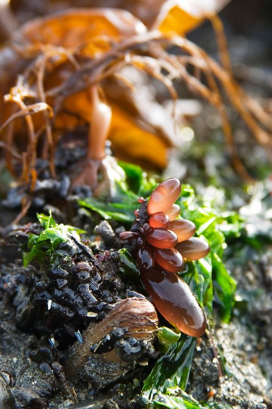Sea Vegetation - 1
