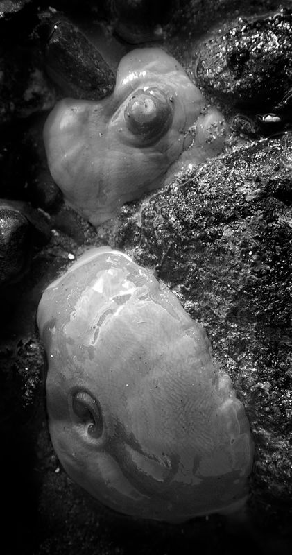 Anemones