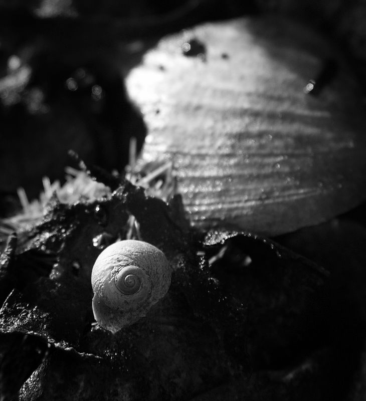 Black Turban Snail