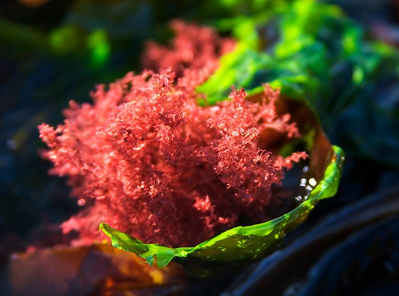 Sea Vegetation - 2