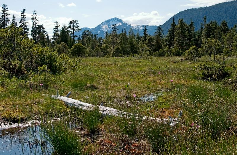 Early Summer Muskeg - 1