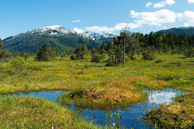 Early Summer Muskeg - 2