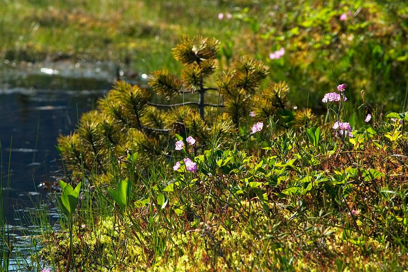 Edge of Muskeg Pond