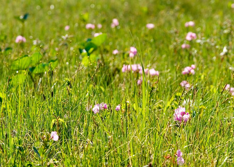 Muskeg Meadows