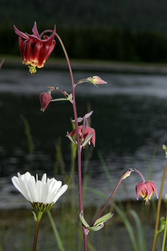 Columbine (and a daisy)