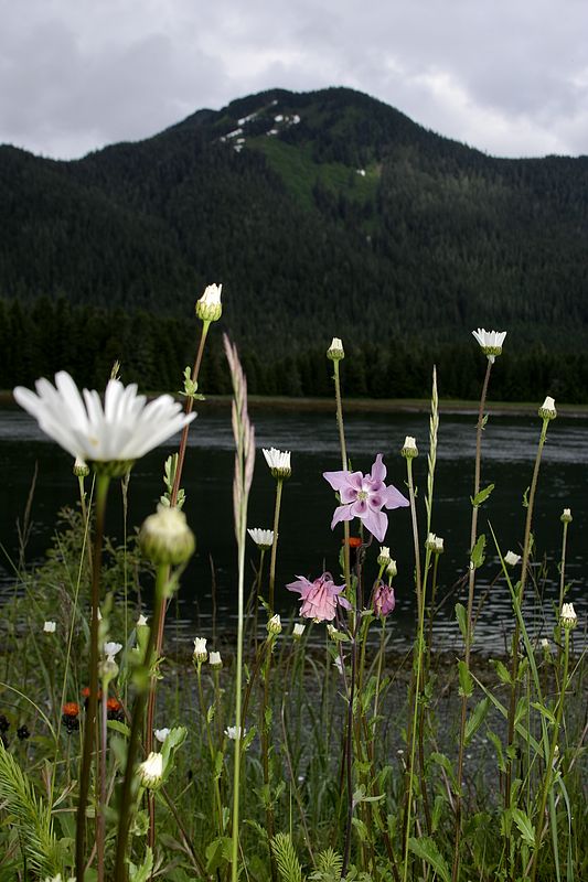 More Columbine (and daisies)