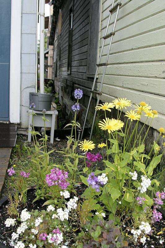 Some flowers in Sing Lee Alley