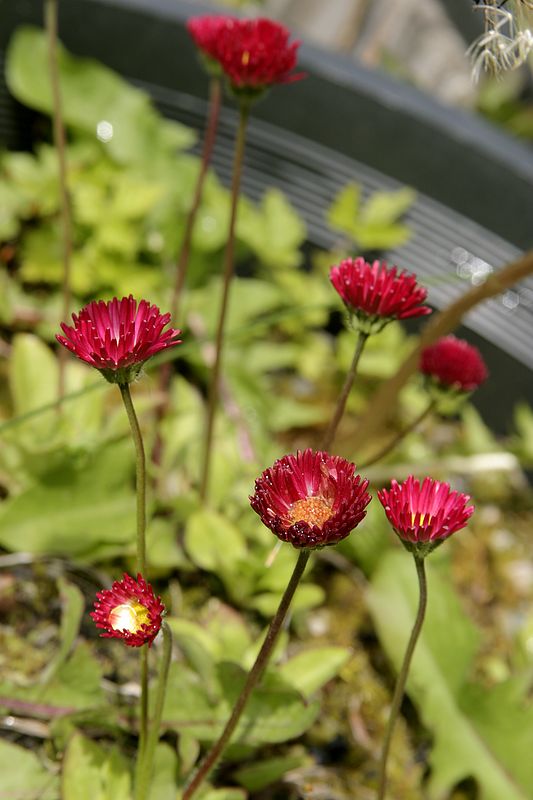 Bright red flowers