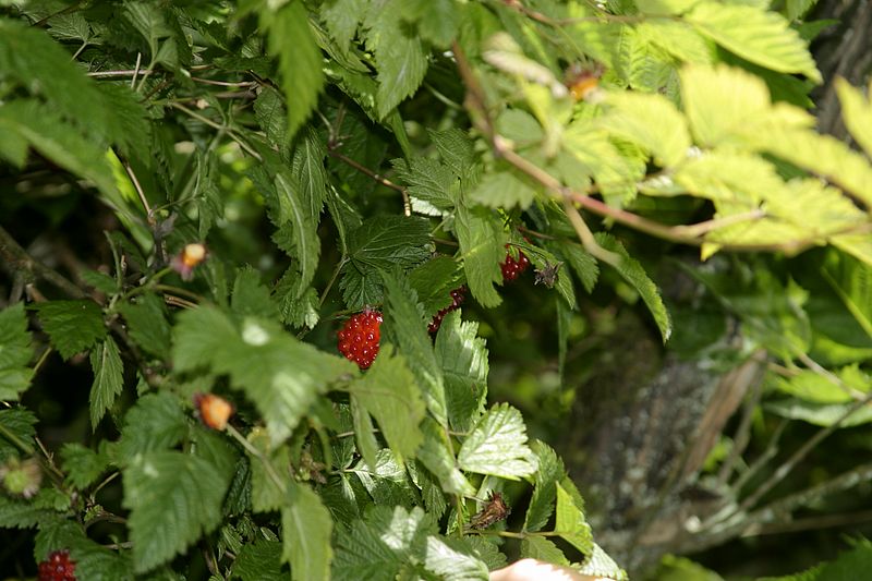 Salmonberry