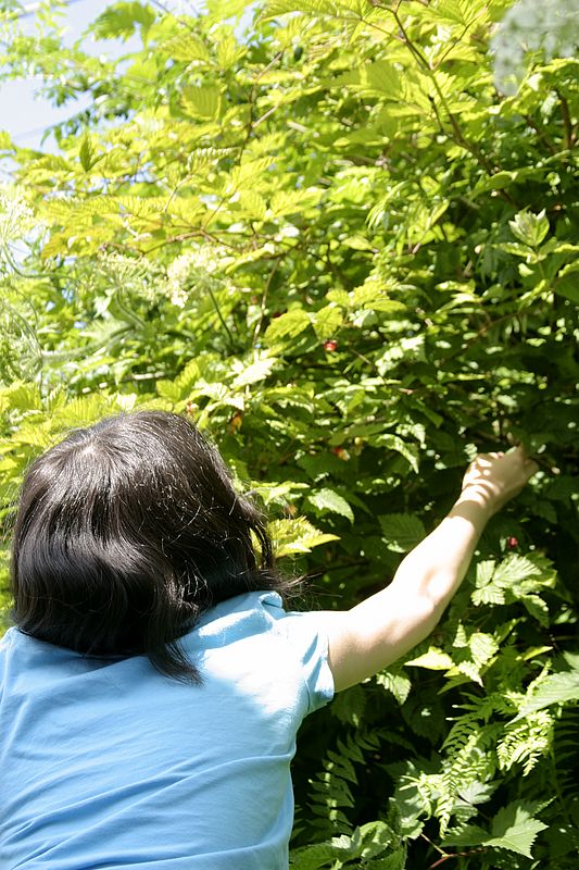 Picking Berries