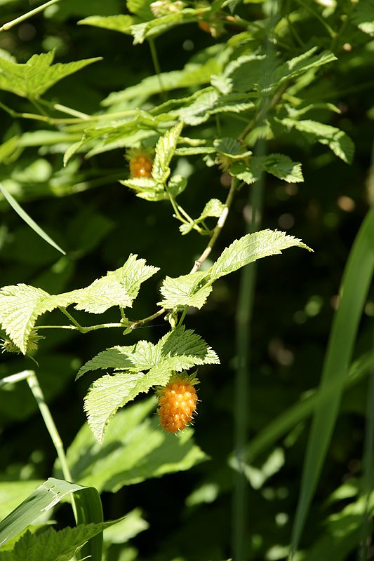 Salmonberry