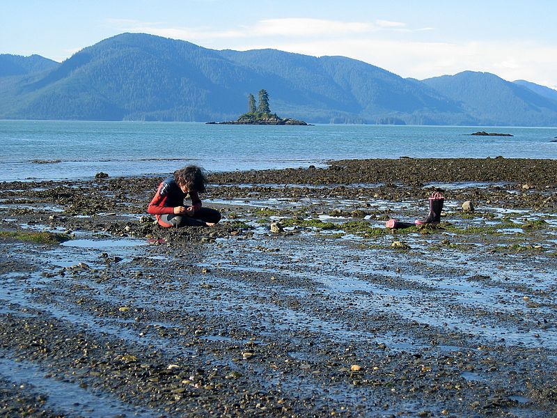 Looking for sand creatures (Camp Lorraine - Vank Island)