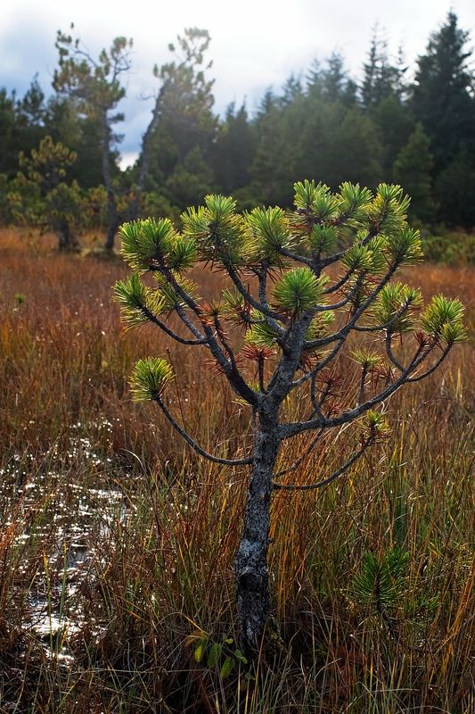 Tree - 2