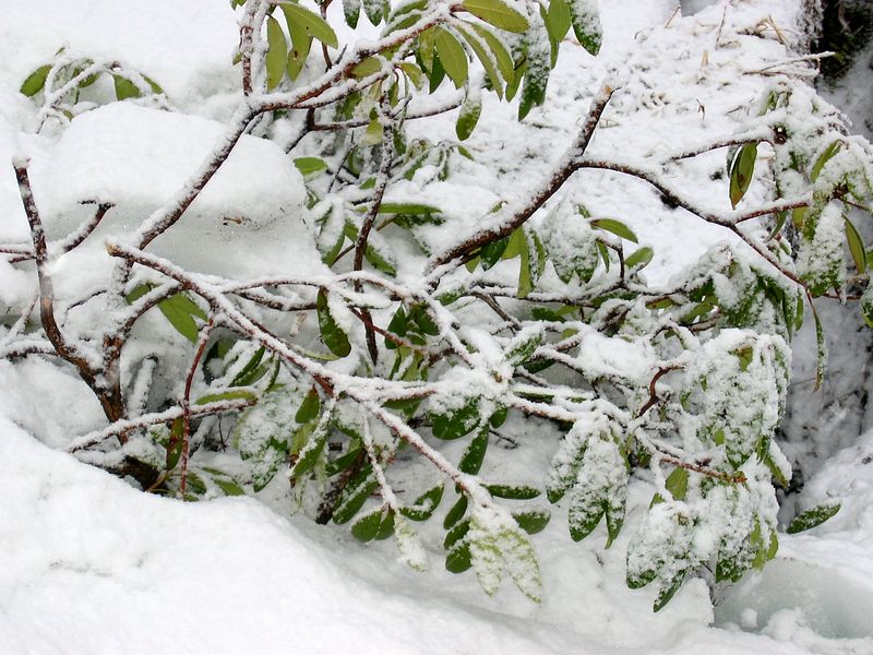 White Easter