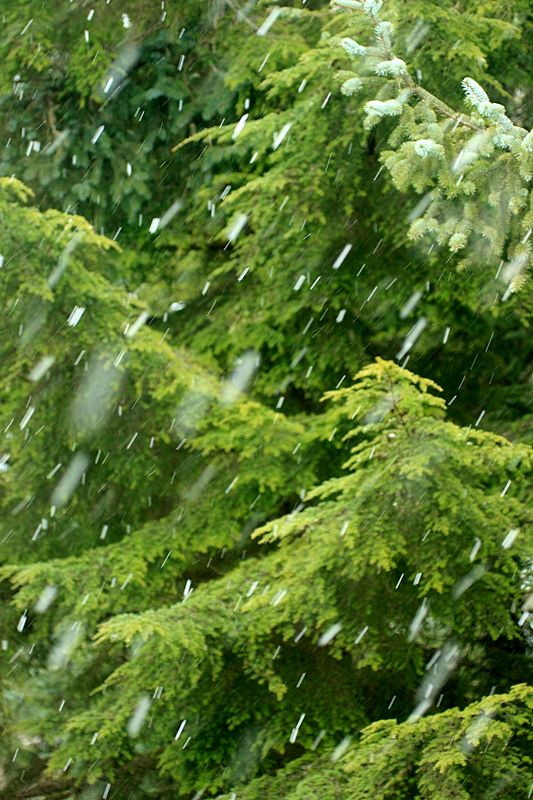 Spring Snow