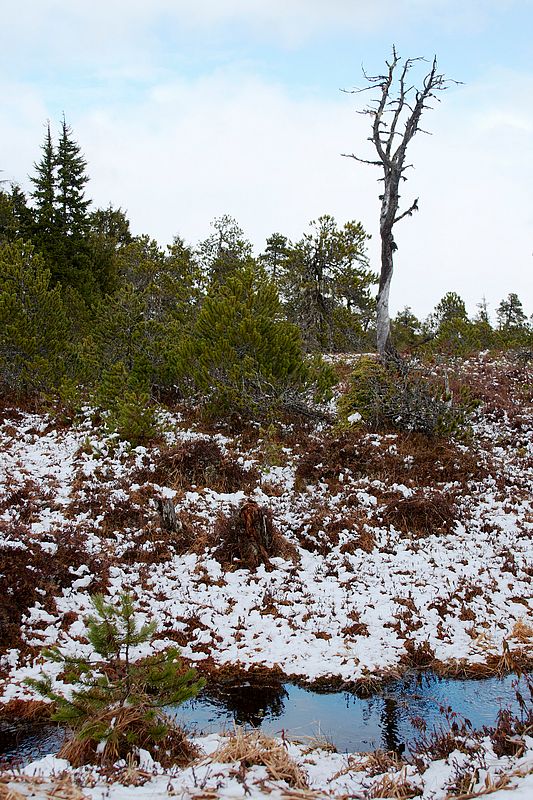 Spring Muskeg