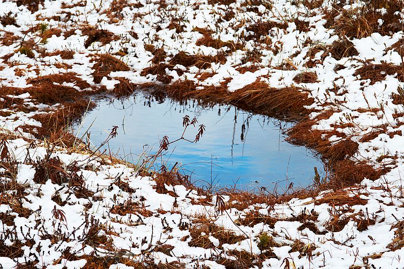 Muskeg Reflection