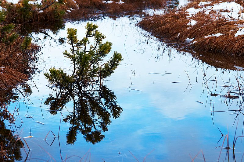 Muskeg Reflection