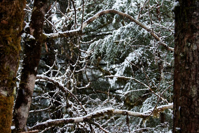 Mid-April Snow