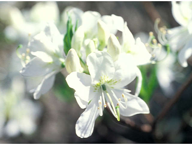 White Find