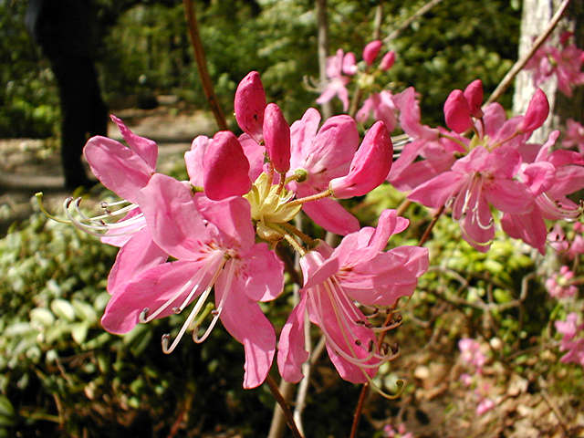 Cherry Pink *