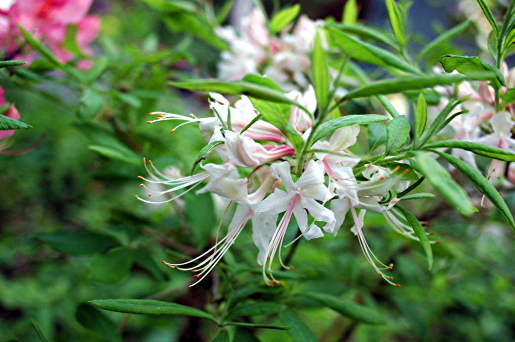 <i>periclymenoides</i> Cumberland Plateau *