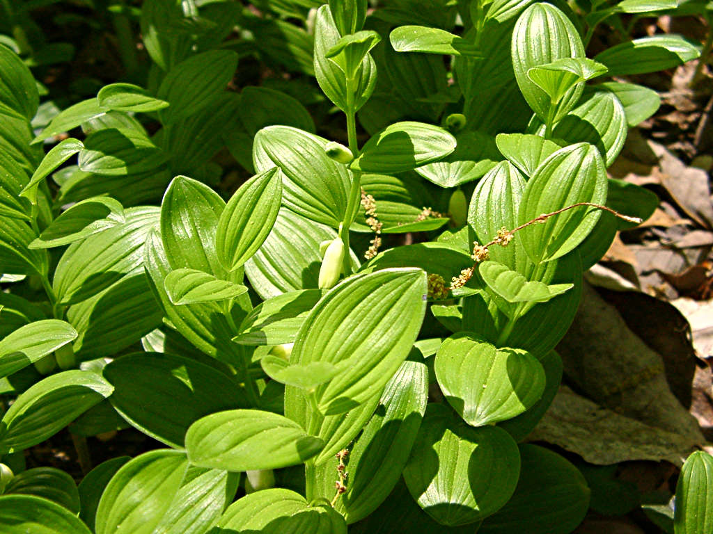 <i>Polygonatum humile</i>