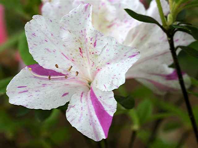 Silver Mist