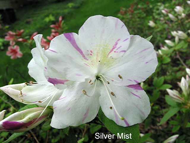 Silver Mist