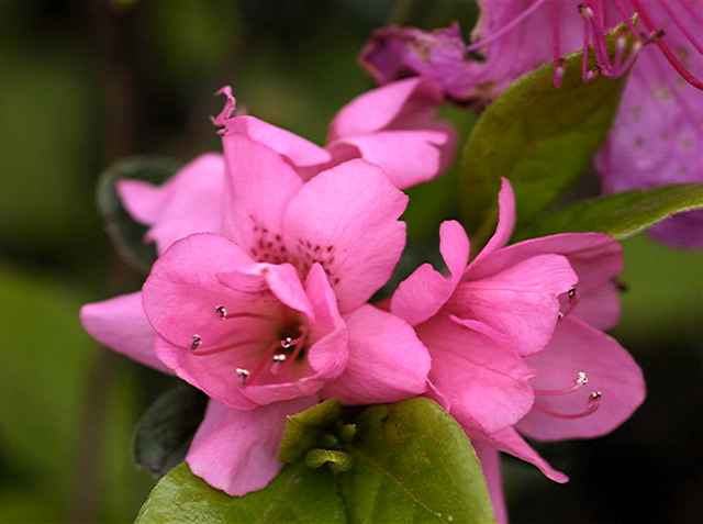 Hortensia