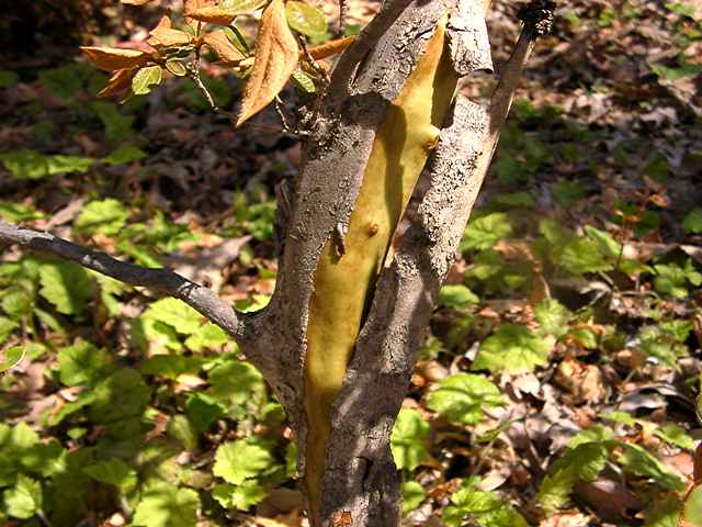 bark split