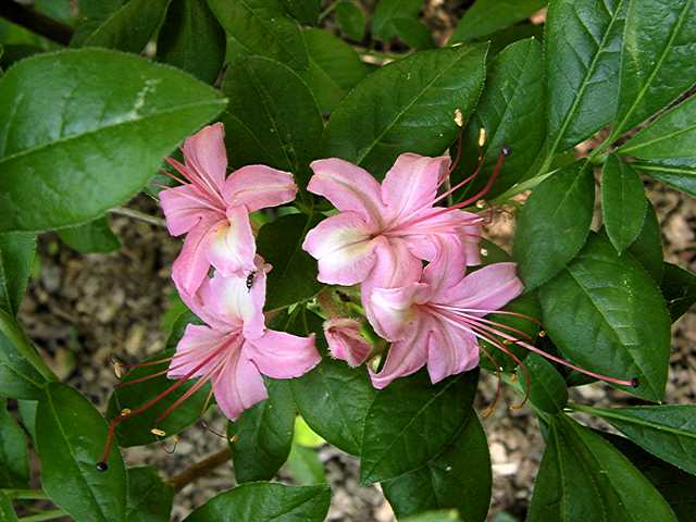 <i>arborescens</i> x ?