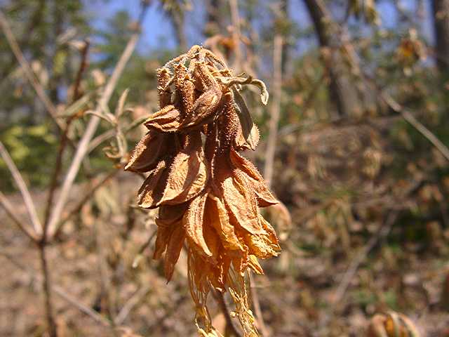 Dons Variegated: freeze damage