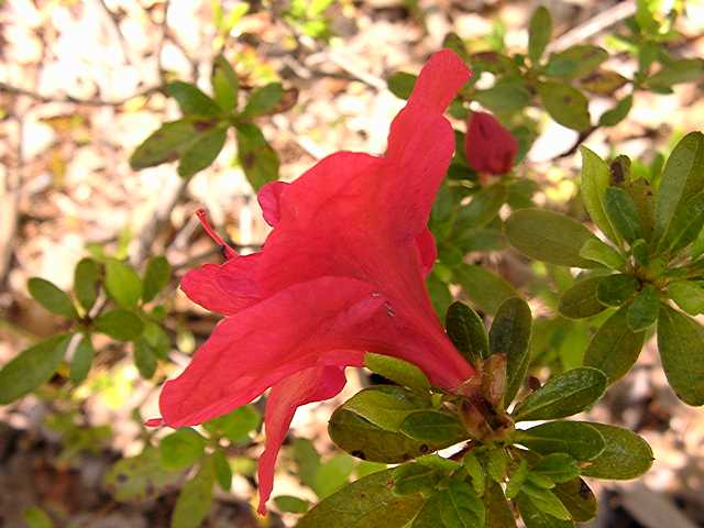 Red Slippers