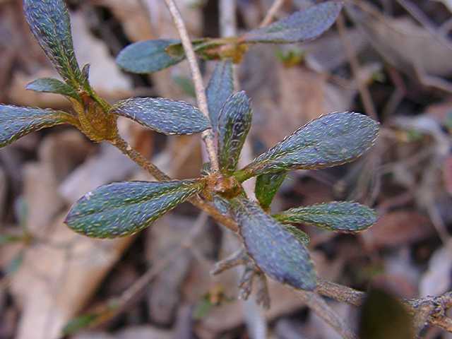 <i>serpyllifolium</i>