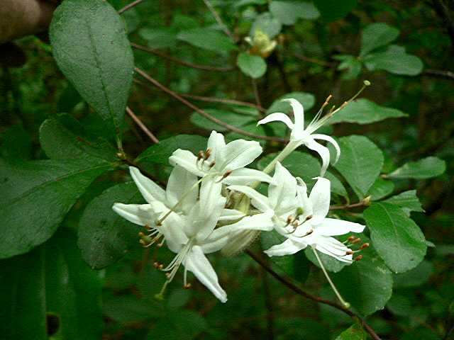 <i>viscosum</i> var. <i>serrulatum</i>