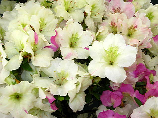 Aikoku