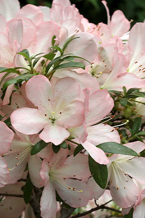 Bunka