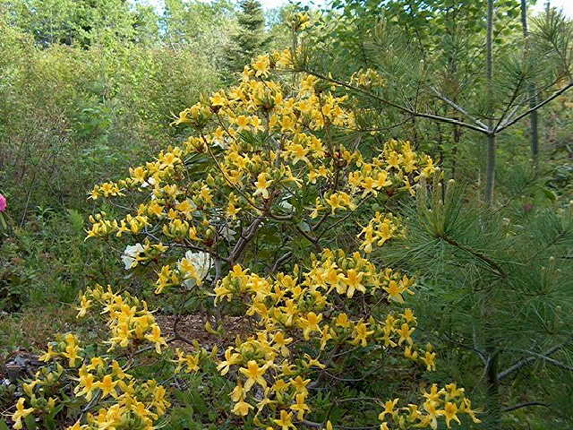 <i>luteum</i>