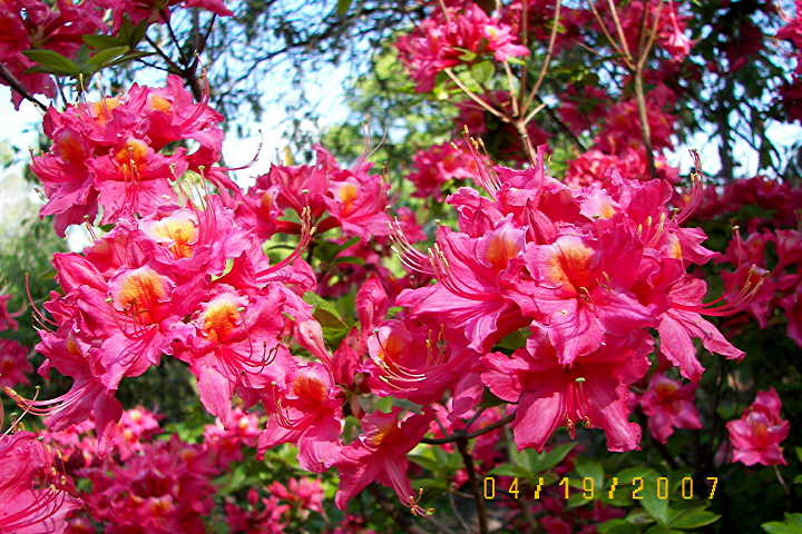 Patsys Pink