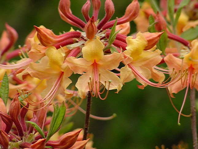 Varnadoes Apricot