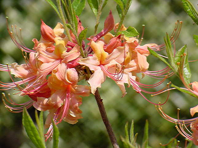 Varnadoes Apricot